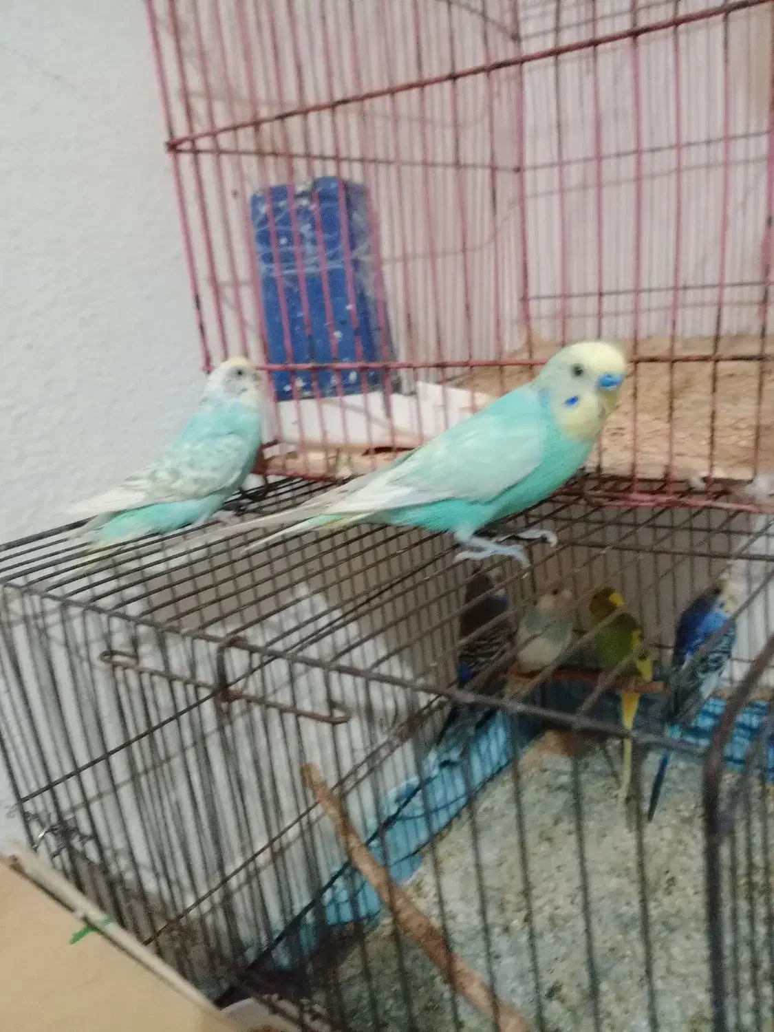 یه جفت مرغ عشق رینبو و جفت فنچ|پرنده|کنارک, |دیوار