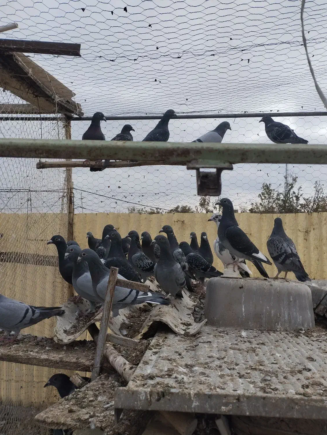 کبوتر دوبر ۳۴تا|پرنده|مشگین شهر, |دیوار