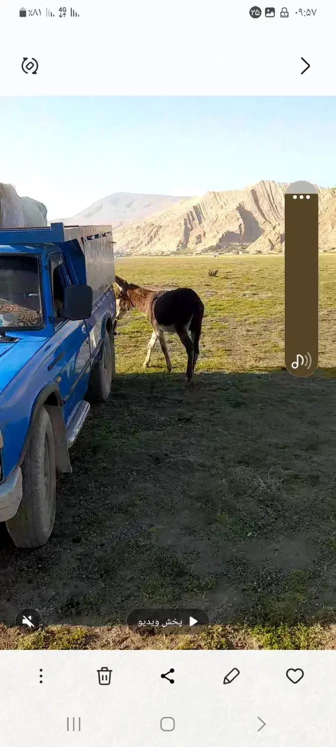 خر نر مادیون رو خوش رنگ متن را بخوانید بعد زنگ بزن|حیوانات مزرعه|لردگان, |دیوار
