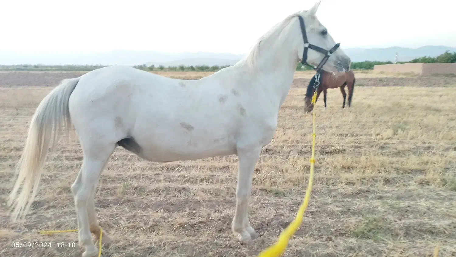 اسب ترکمن|اسب و تجهیزات اسب‌سواری|مشهد, امیریه|دیوار