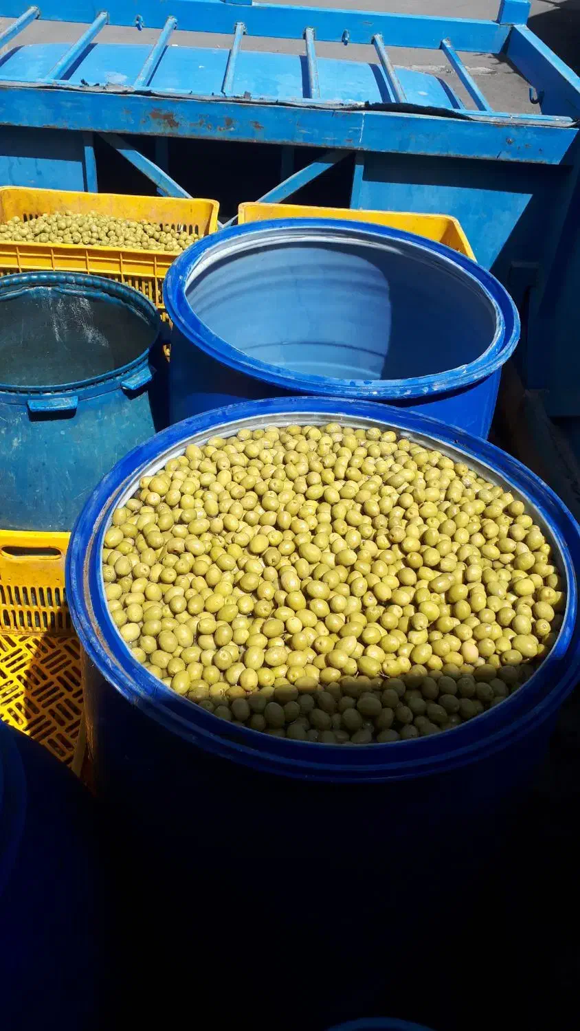 کارگاه فراوری و پخش زیتون|عمدهفروشی|تاکستان, |دیوار