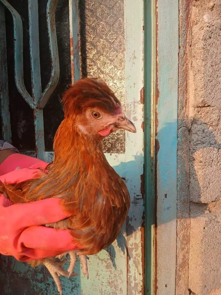 فروش مرغ محلی تک و عمده|حیوانات مزرعه|بمانی, |دیوار