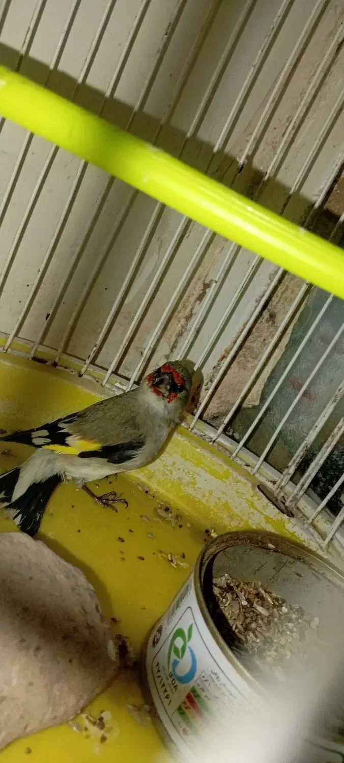 سهره کرمانی|پرنده|تربت جام, شهرک آزادگان|دیوار