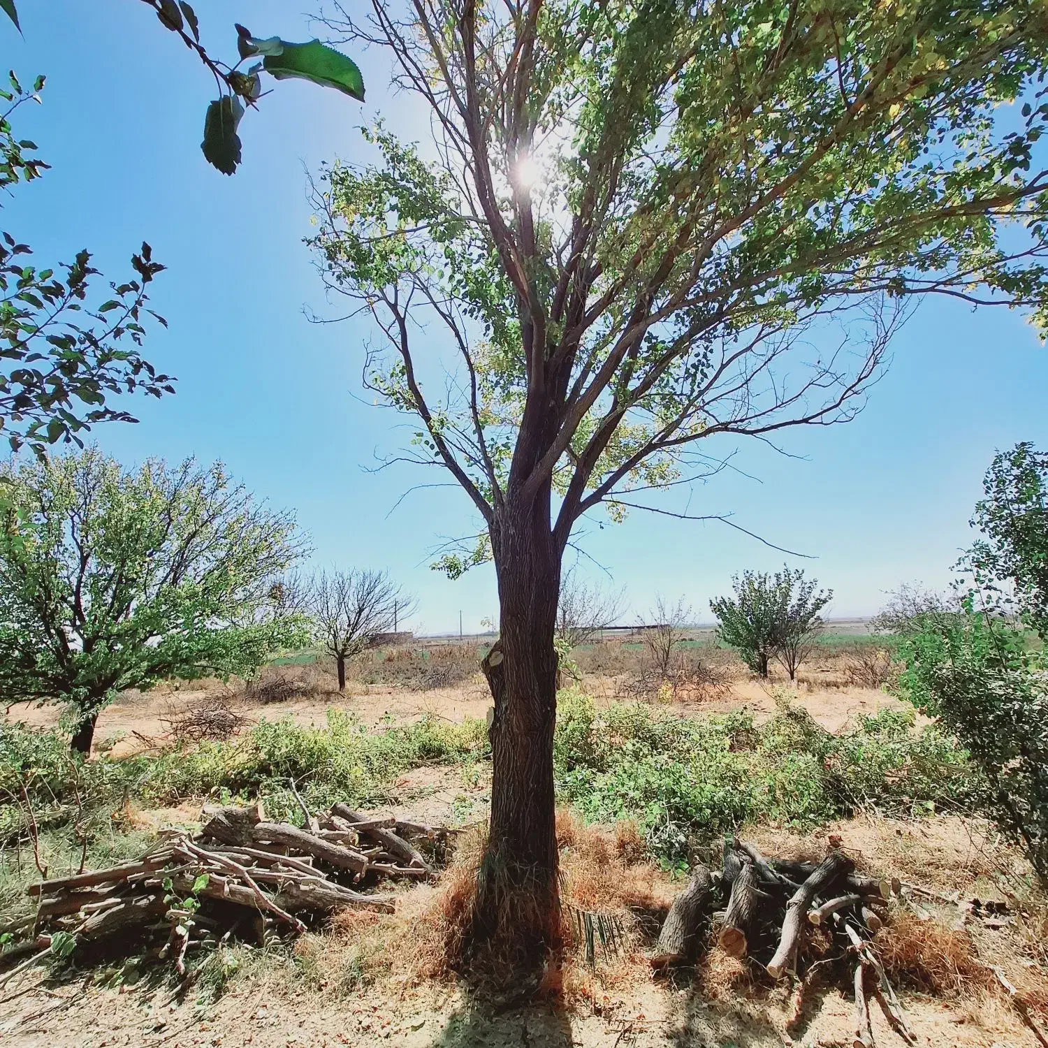 خریداره چوب همه نوع همه جا|خدمات باغبانی و درختکاری|قره چای, |دیوار