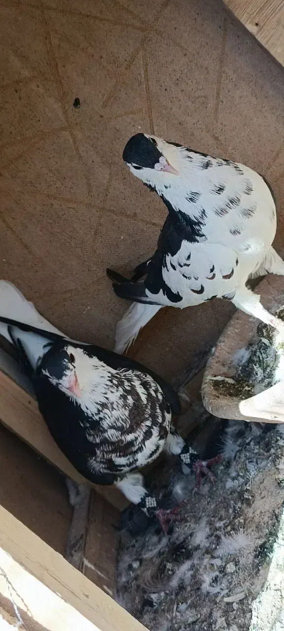 جفت افشون|پرنده|تربت‌حیدریه, شهرک ولیعصر|دیوار