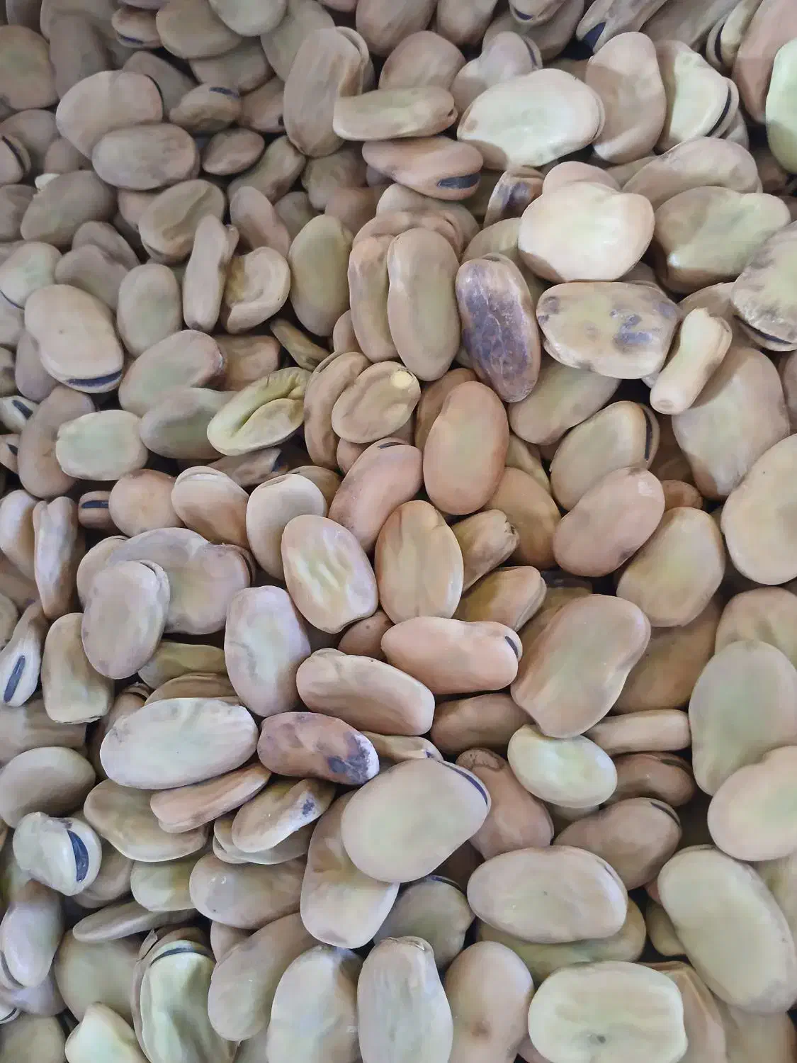 باقالی درجه یک|عمدهفروشی|چورزق, |دیوار