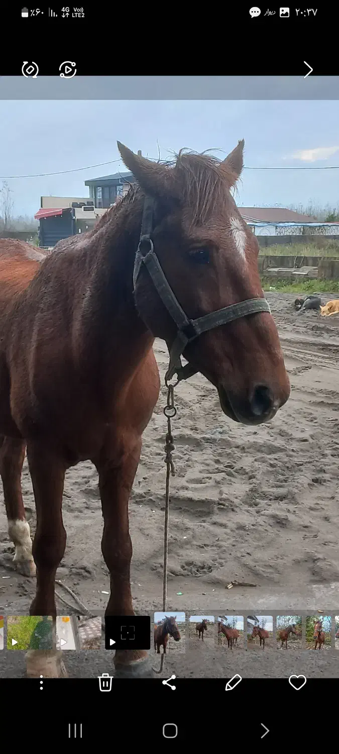 ۲۷ ملیون|اسب و تجهیزات اسبسواری|چاف و چمخاله, |دیوار