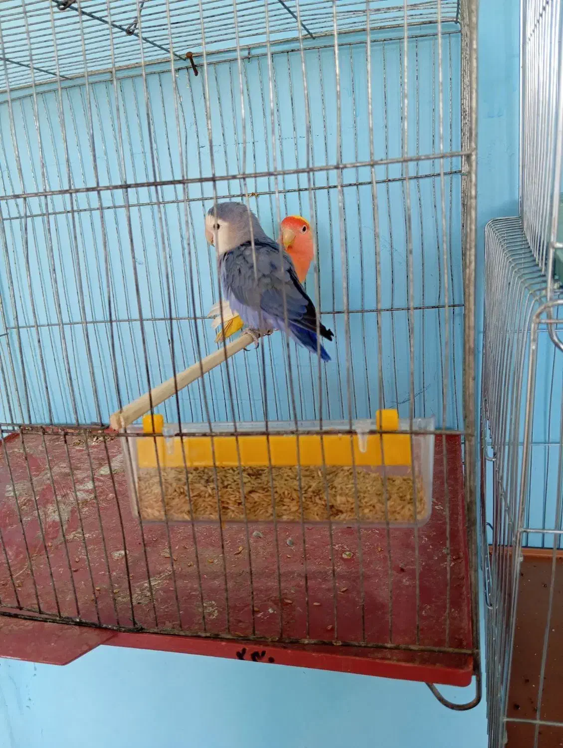 طوطی برزیلی|پرنده|ماهان, |دیوار