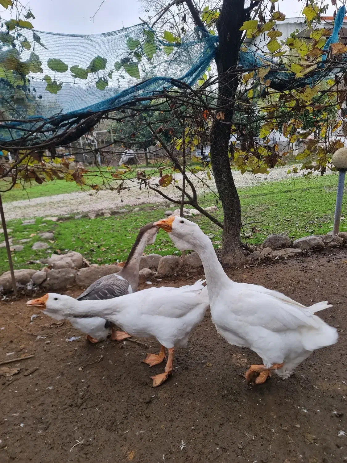 قوغاز میکس لیندا خالماگوری ماده|حیوانات مزرعه|لیسار, |دیوار