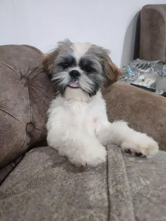 سگ شیتزو|سگ|بکتاش, |دیوار