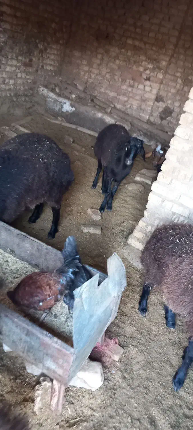 بره نر|حیوانات مزرعه|رامند, |دیوار