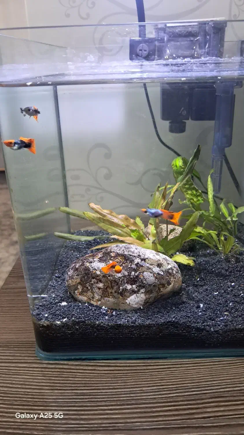 ماهی گوپی نژاد دار|ماهی|کرمانشاه, |دیوار