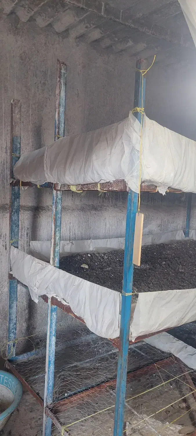 وسایل پرورش قارچ|عمدهفروشی|کوهدشت, |دیوار