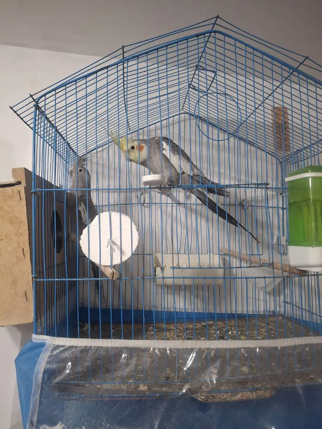 عروس هلندی|پرنده|بناب, |دیوار