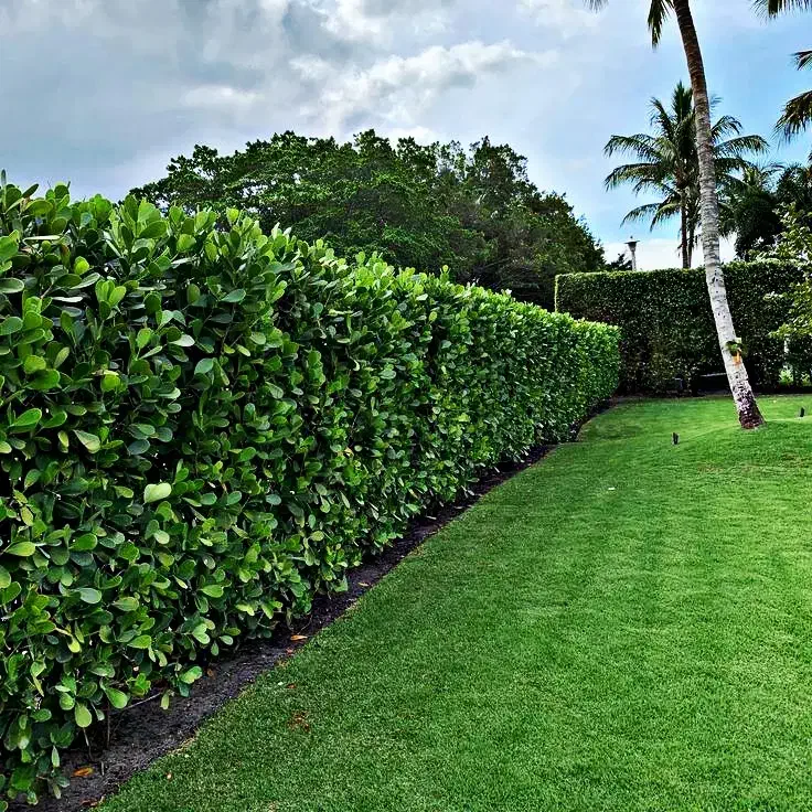 فروش یاس هلندی عمده|گل و گیاه طبیعی|رشت, چله خانه|دیوار