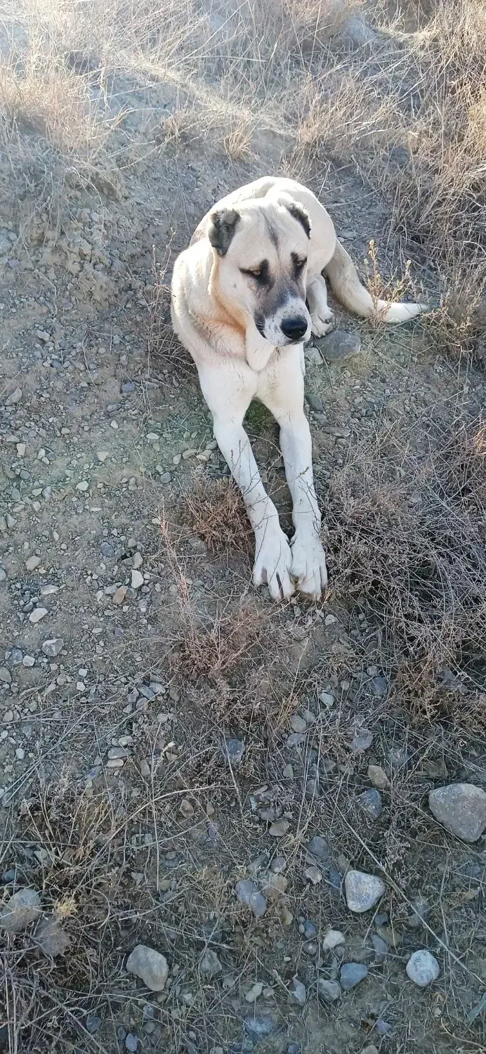 سگ سرابی درشت حیکل یک سالونیم سن داره گوسفندی|سگ|شیروان (خراسان), |دیوار