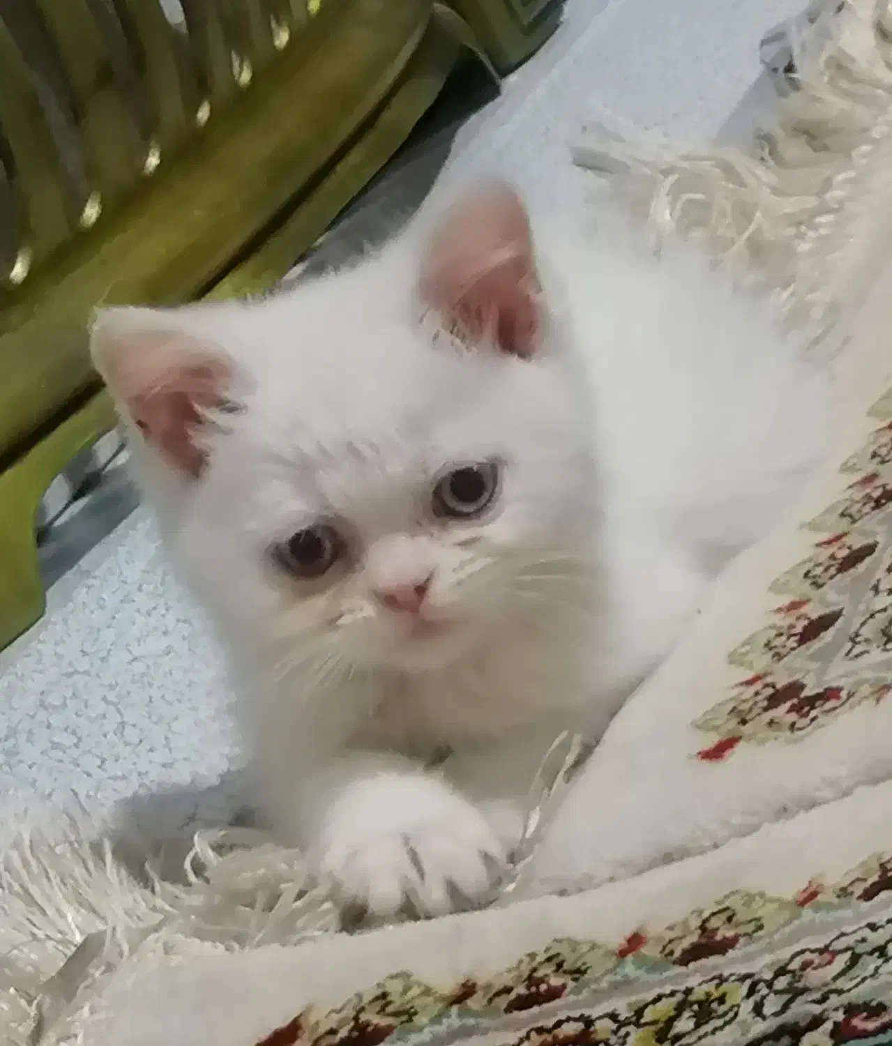 گربه بریتیش|گربه|ارومیه, |دیوار