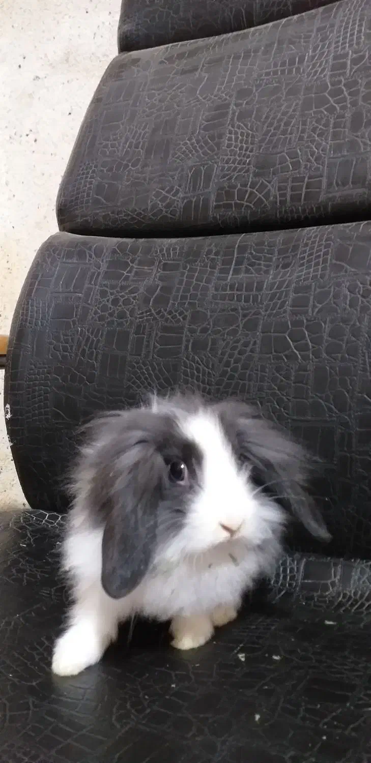 واگذاری رایگان چند تا بچه خرگوش زیبا و بازیگوش|موش و خرگوش|آبادان, |دیوار