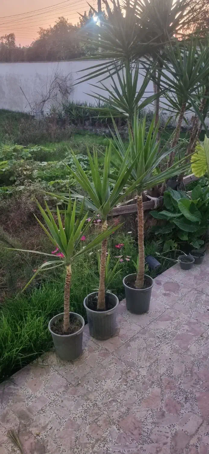 فروش گل یوکا به تعدادزیاد ریشه پرس و چند عدد زمینی|گل و گیاه طبیعی|بهنمیر, |دیوار