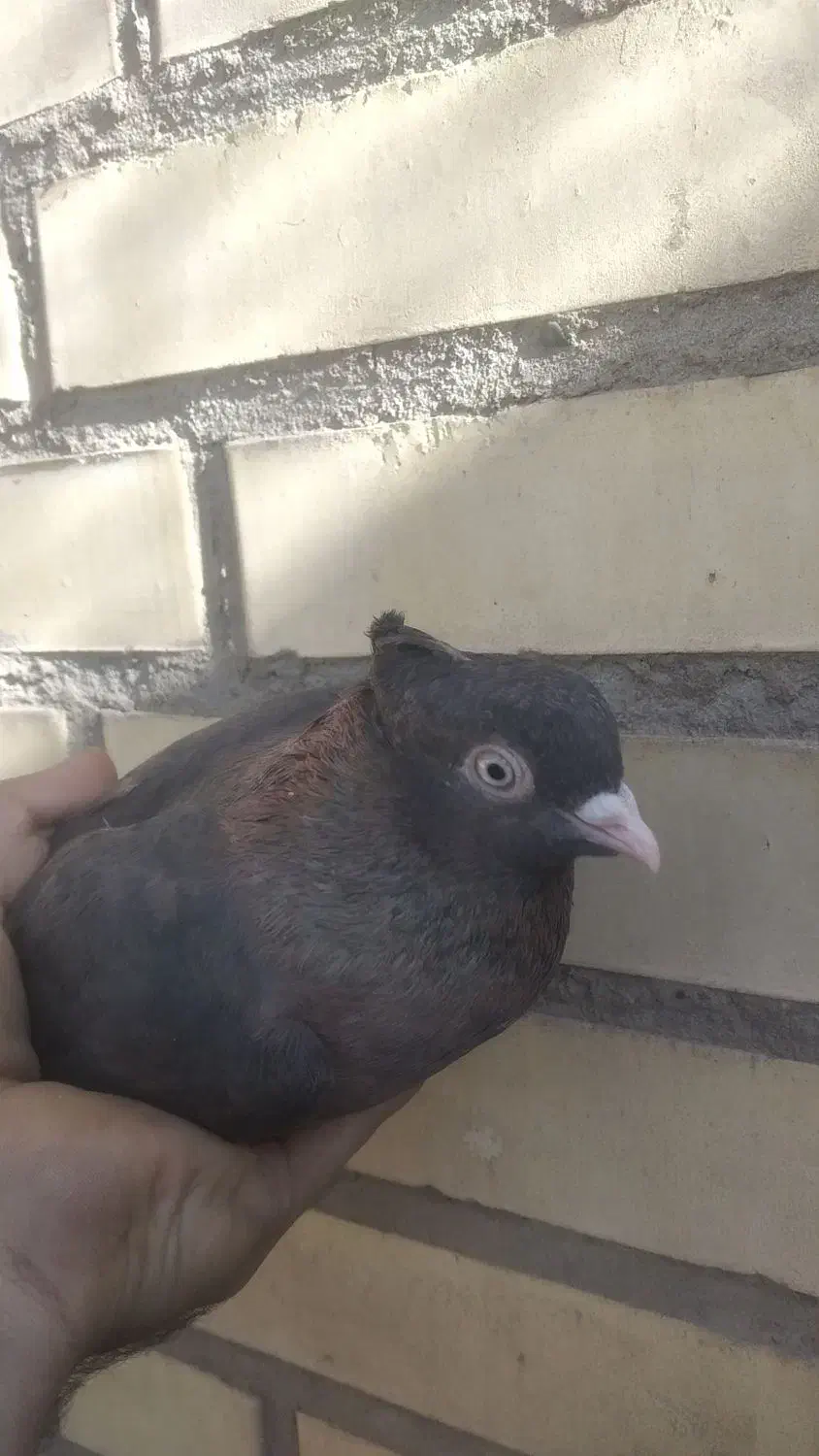 کفتر باخت رفته|پرنده|حسن آباد, |دیوار