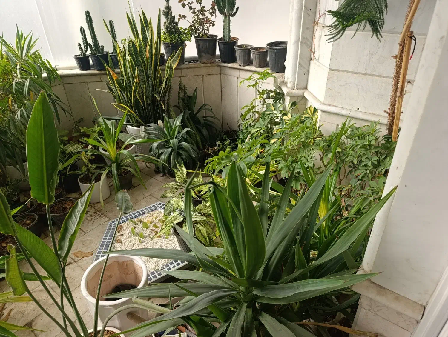 گل طبیعی|گل و گیاه طبیعی|مشهد, امام رضا (ع)|دیوار