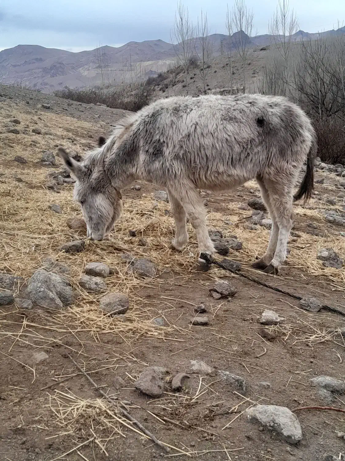 الاغ ماده|حیوانات مزرعه|مشگین شهر, |دیوار