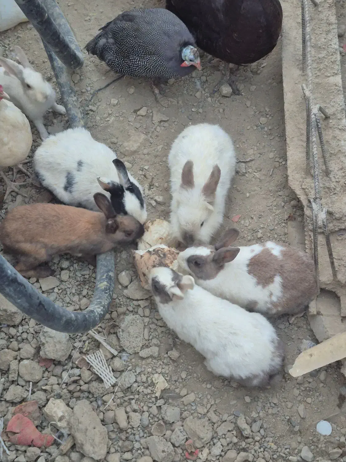 خرگوش|موش و خرگوش|چناران, |دیوار