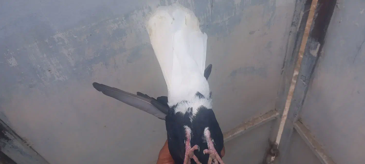 دم سفید|پرنده|خرمشهر, |دیوار