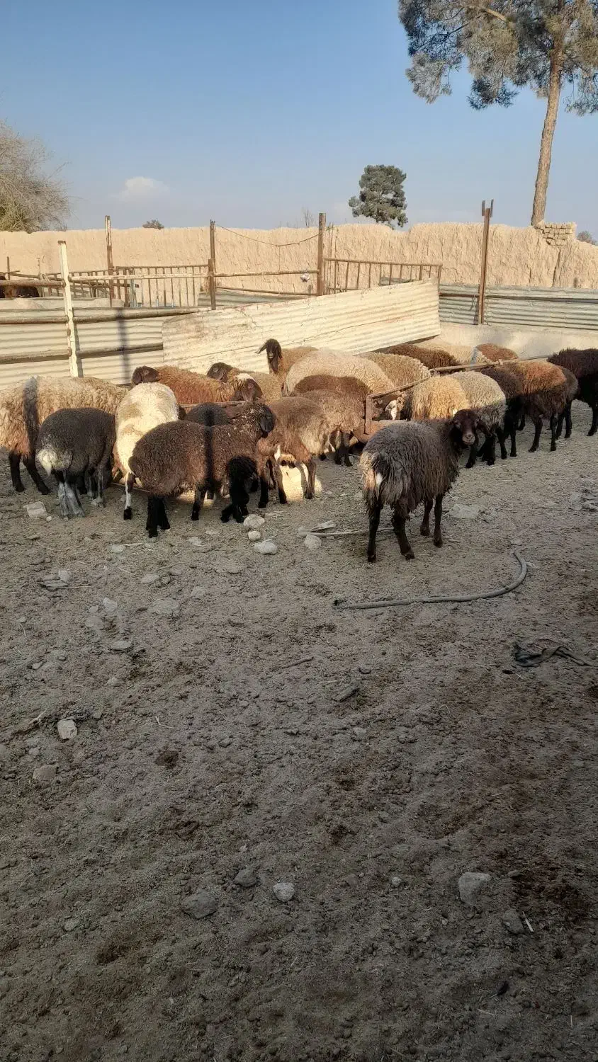 بره|حیوانات مزرعه|پیشوا, |دیوار