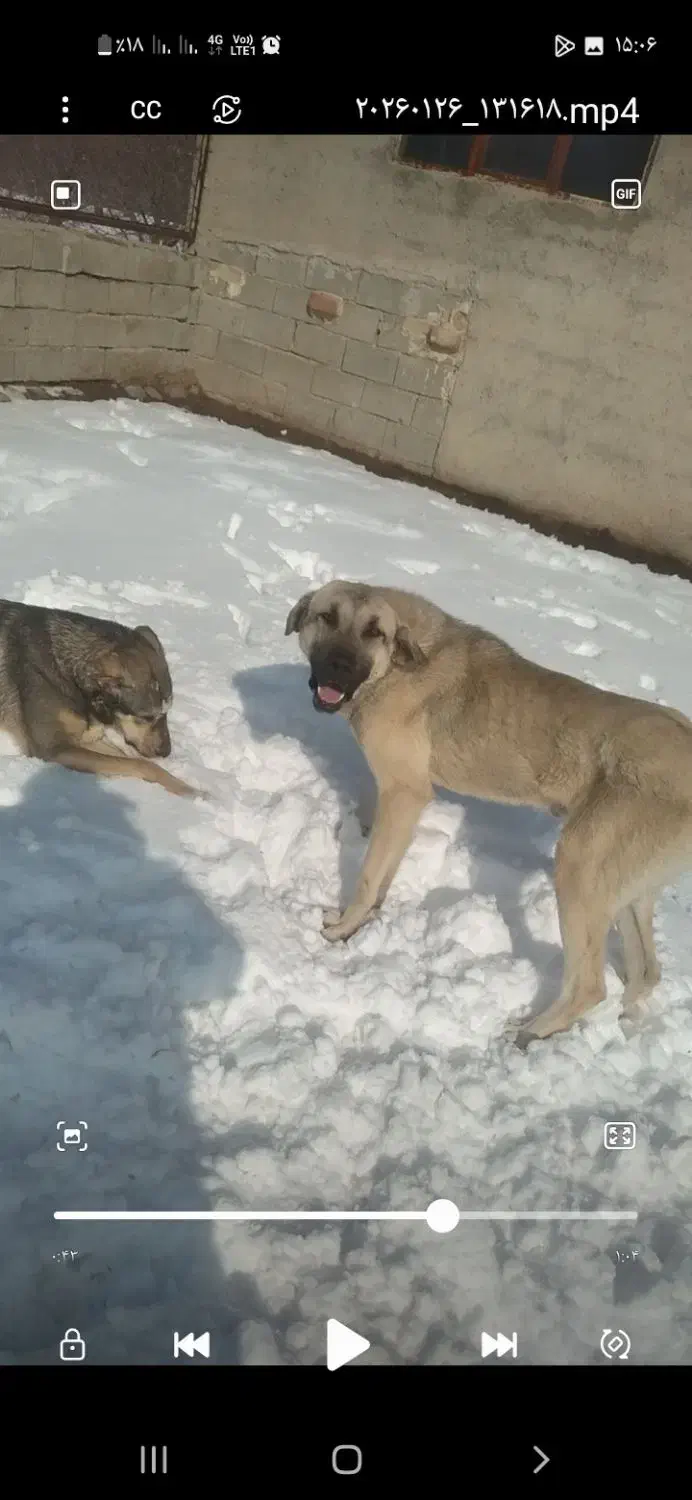 توله سگ ۱۰ ماهه|سگ|مراغه, |دیوار