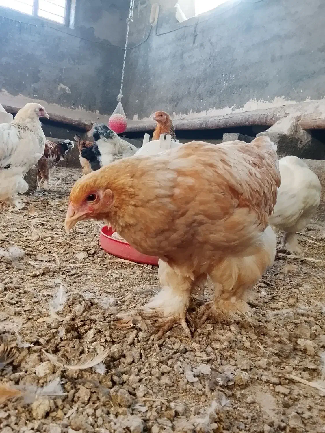 نیمچه جوجه برهما|حیوانات مزرعه|سقز, |دیوار