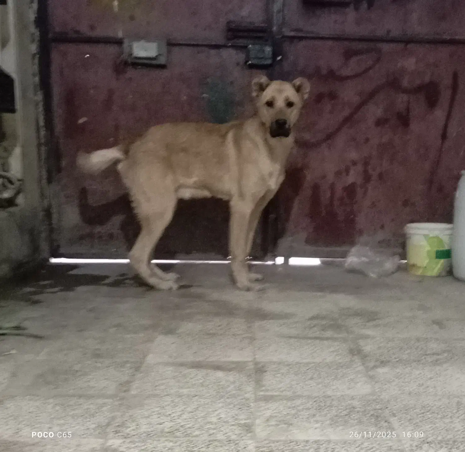 توله سرابی|سگ|گرگان, |دیوار