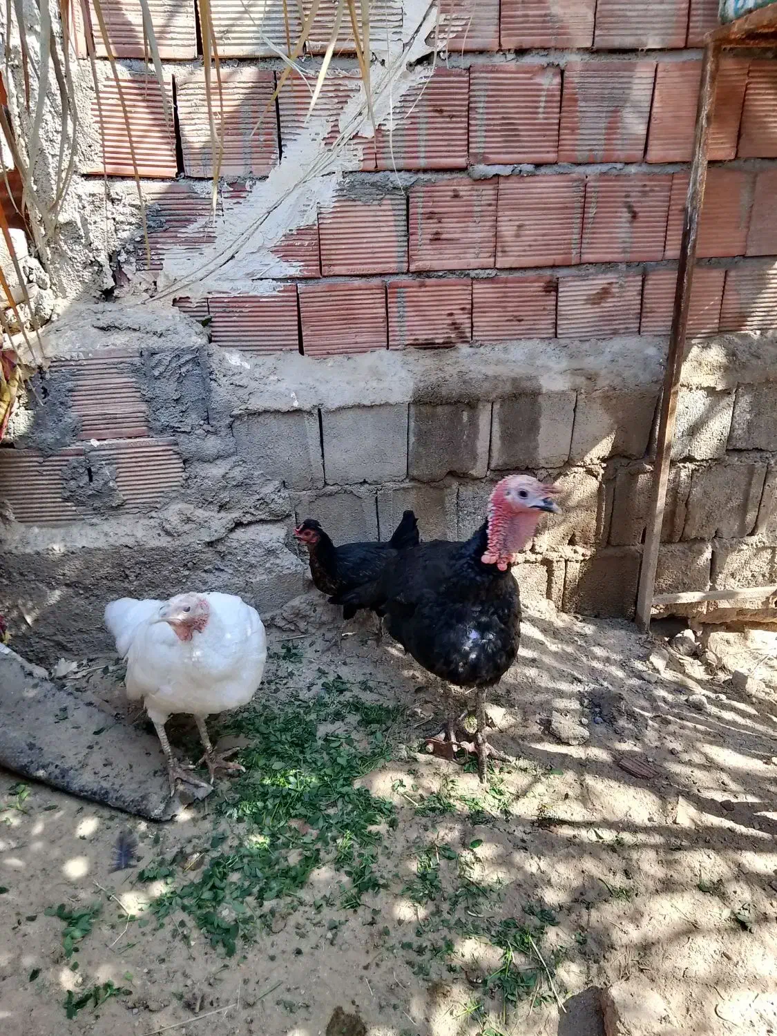 بوقلمون|حیوانات مزرعه|بم, |دیوار