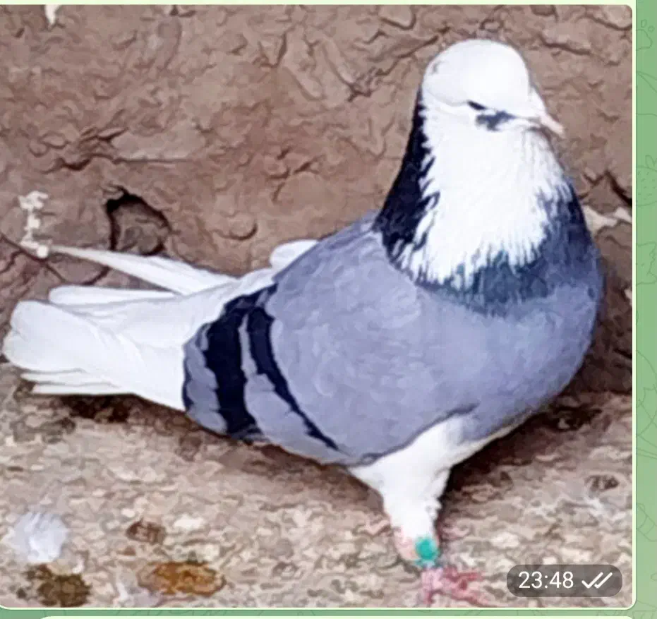 شازده|پرنده|ملایر, |دیوار