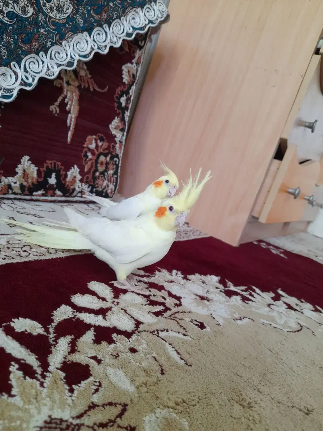 دو عدد عروس هلندی نر  رام|پرنده|بافت, |دیوار