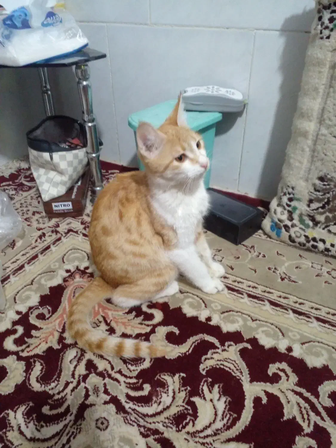 گربه خانگی|گربه|سبزوار, قصبه غربی|دیوار