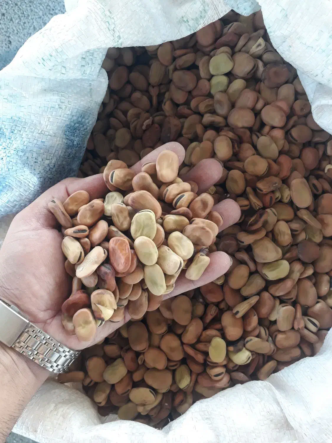 باقلا.باقلی|عمده‌فروشی|فاضل آباد, |دیوار