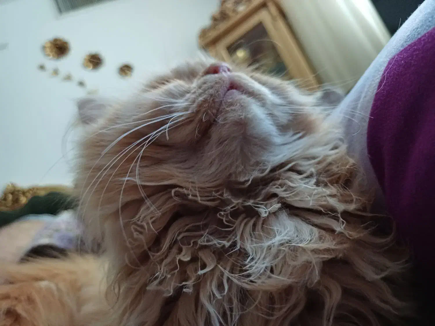 گربه پرشین و اسکاتیش|گربه|گلبهار, شهر جدید گلبهار|دیوار