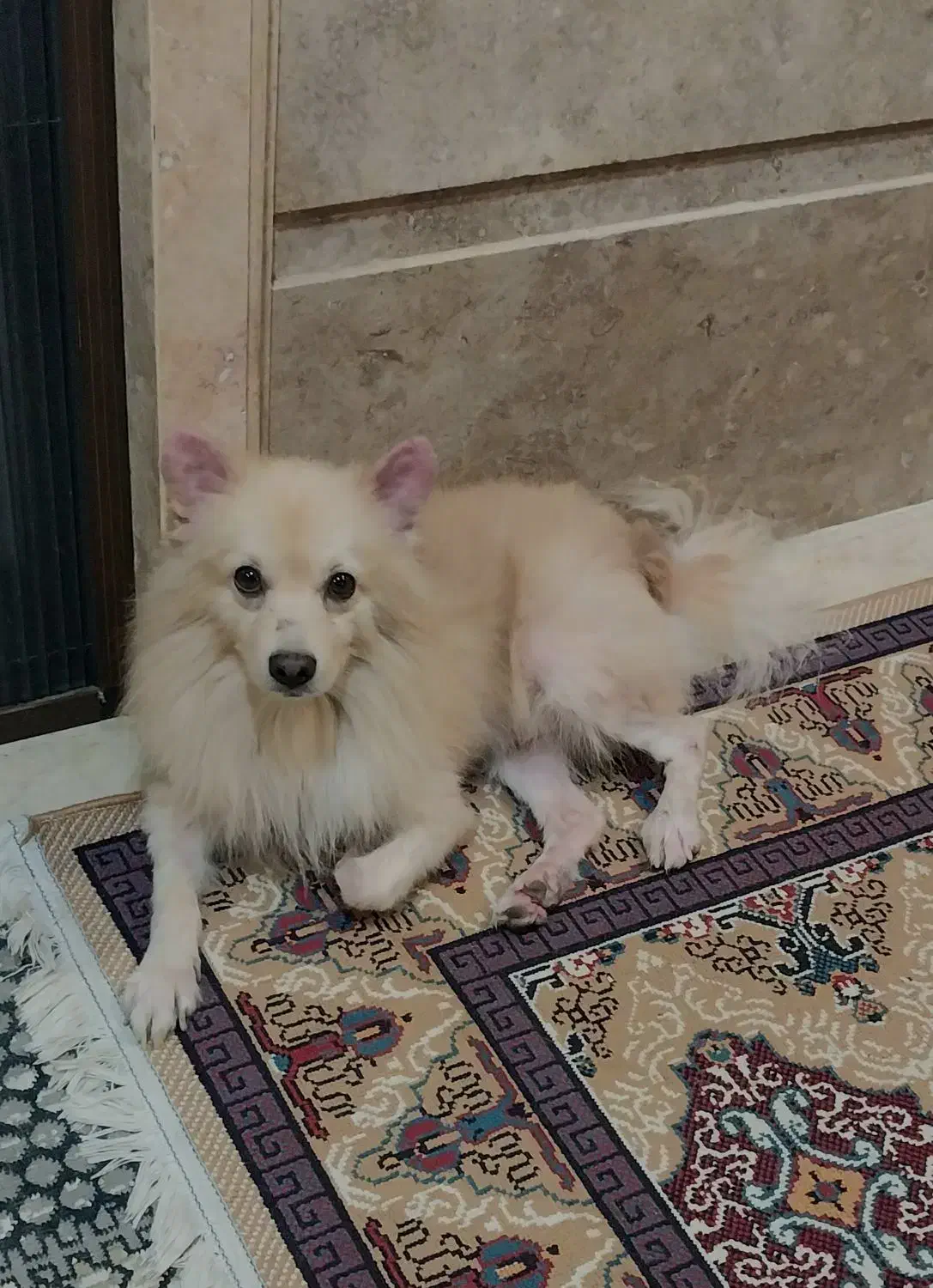 سگ پامرانی|سگ|بابل, |دیوار