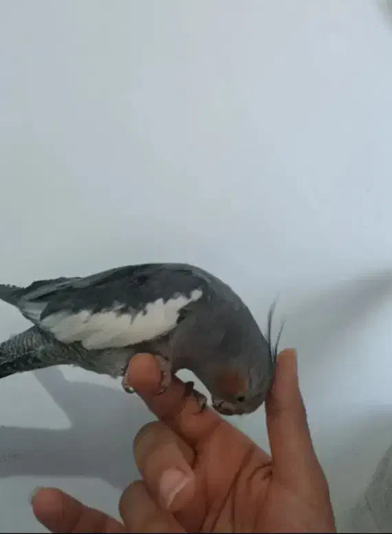 عروس هلندی|پرنده|چغادک, |دیوار