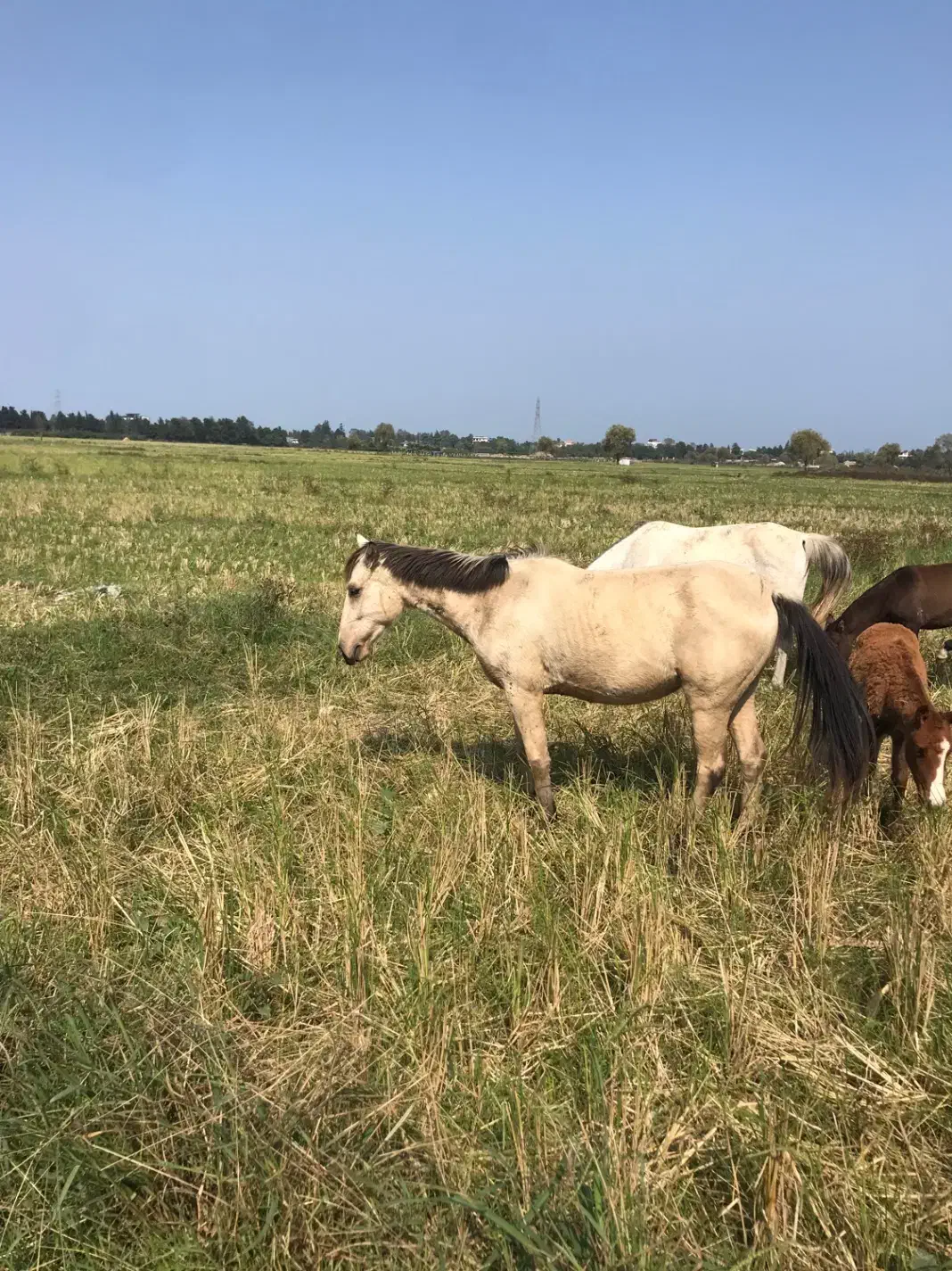 فروش  اسب|اسب و تجهیزات اسبسواری|رامسر, |دیوار