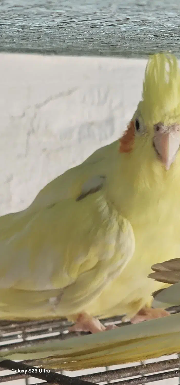 عروس|پرنده|میناب, |دیوار