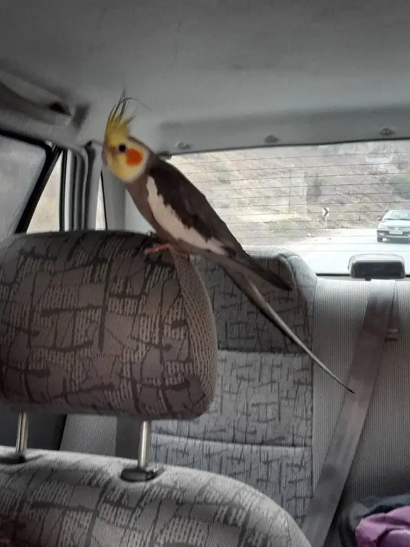 گمشده|حیوانات|چالوس, |دیوار