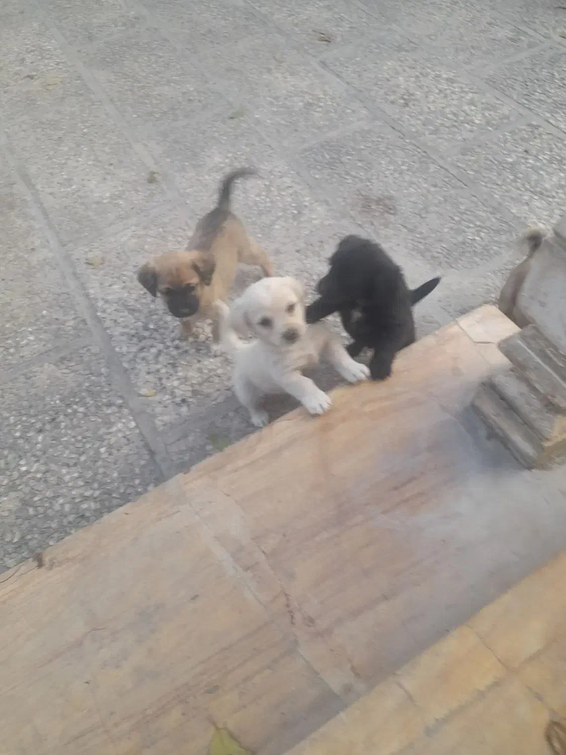 چند عدد اشپیز پا کوتا مو کوتا ۲ مایه|سگ|شهریار, شهریار|دیوار