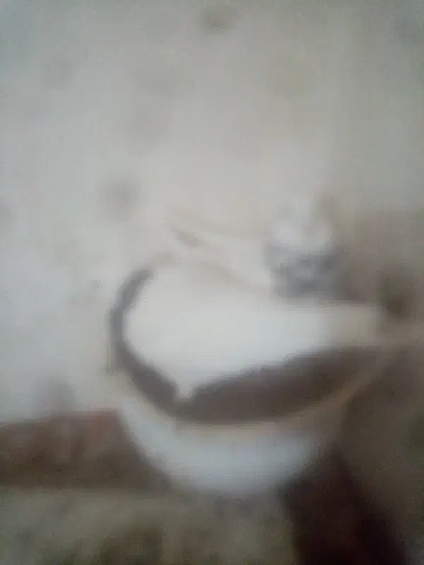 کتوترطوقی|پرنده|فردوس (خراسان), |دیوار