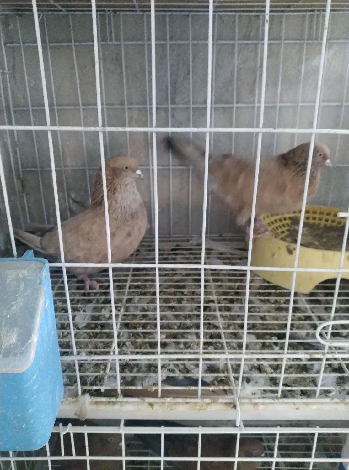 رنگی.دورگ|پرنده|باوی, |دیوار