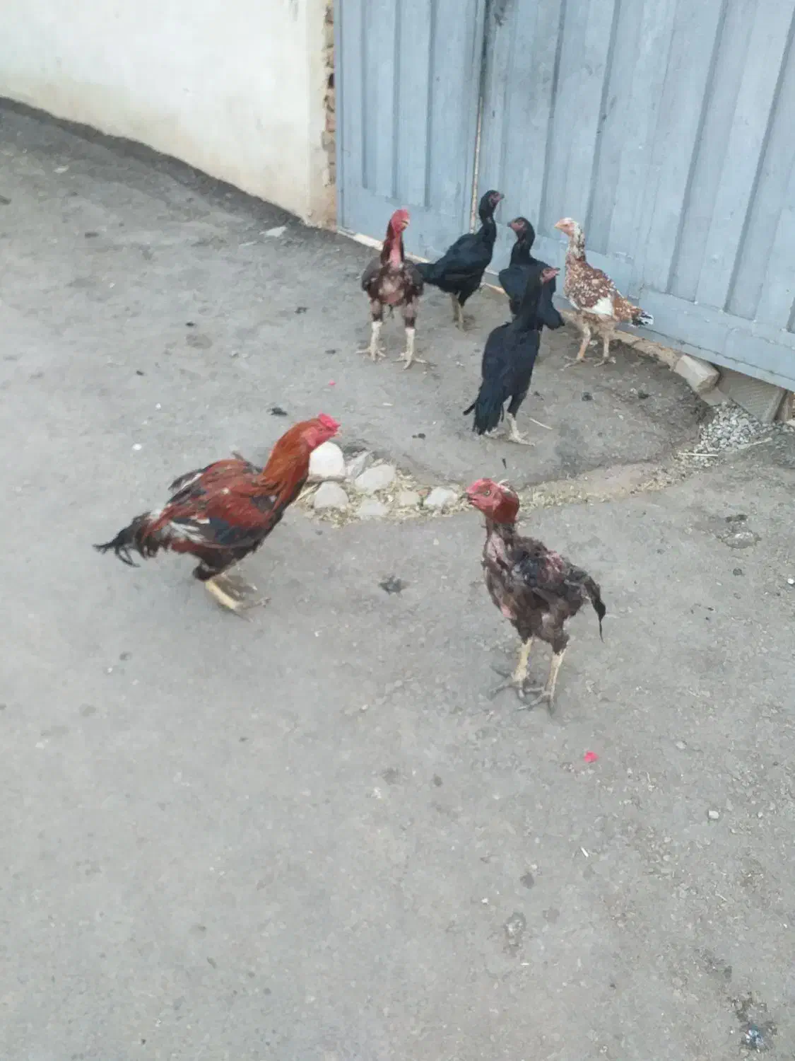 ۷ عدد مرغ و خروس لاری توعکس معلومه حضوری هم بیا|حیوانات مزرعه|ویسیان, |دیوار