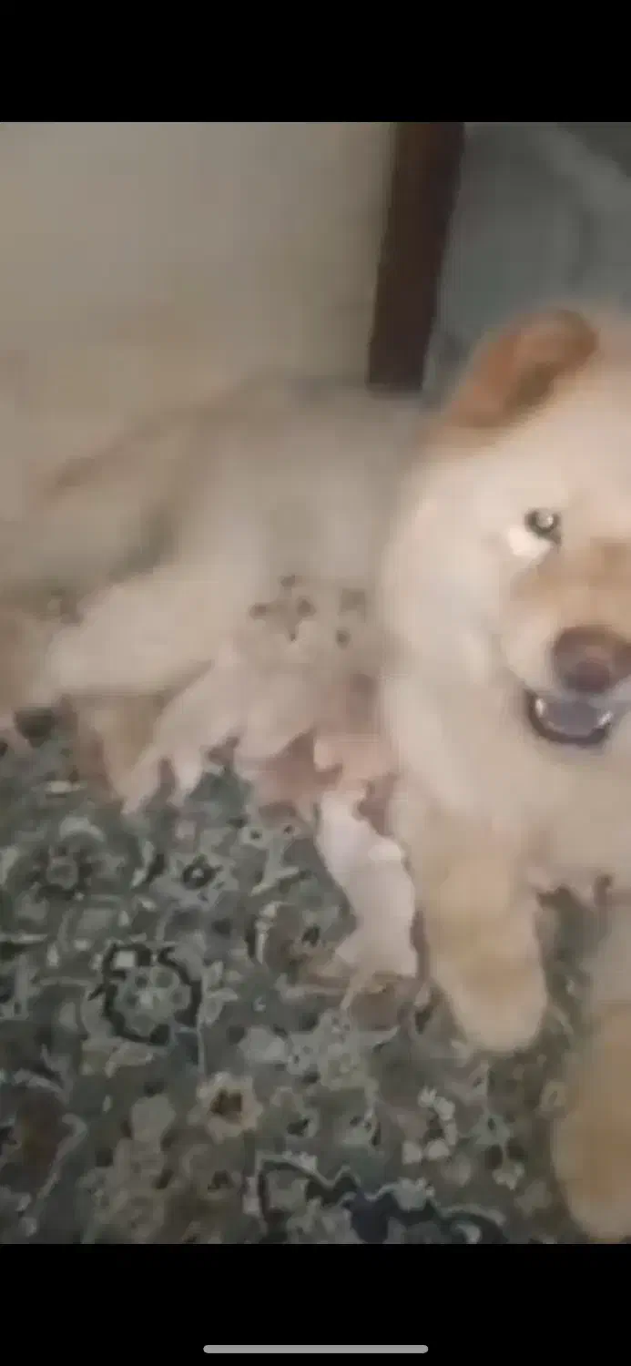 چاو چاو ماده|سگ|مشهد, شریف|دیوار