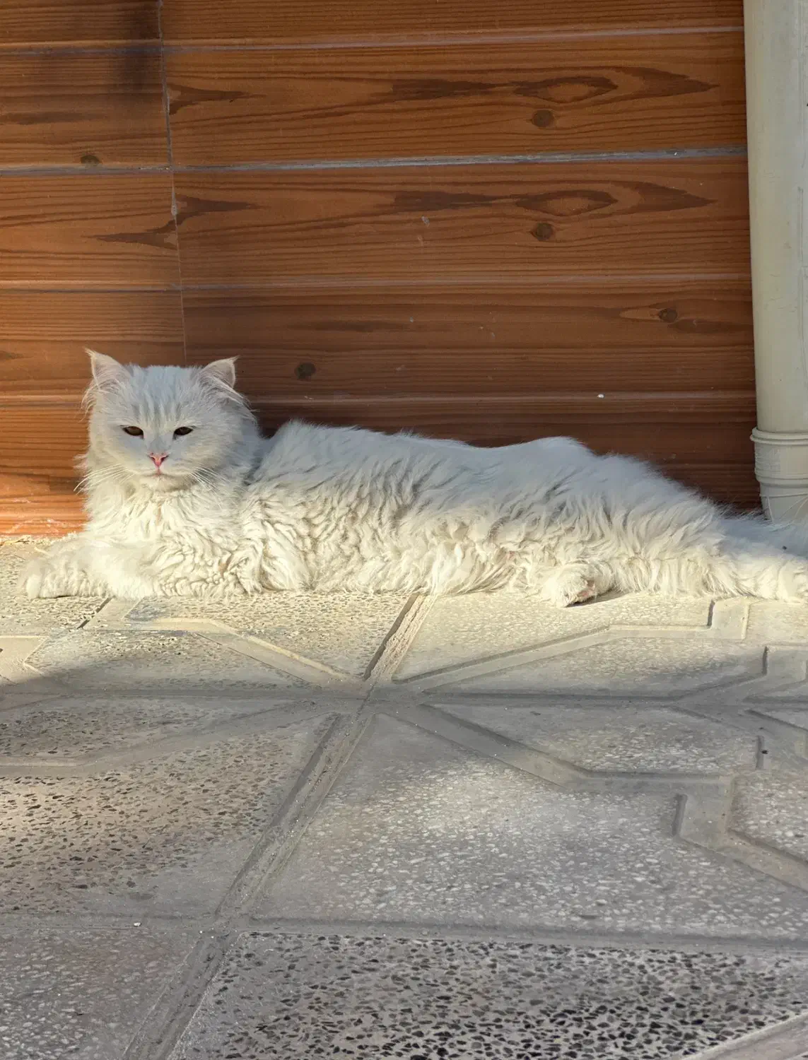 گربه گم شده|حیوانات|بجنورد, |دیوار