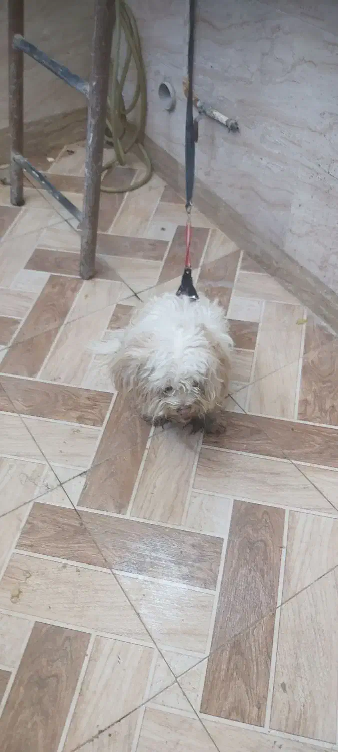 سگ تمیز درجه یک|سگ|کارون, |دیوار